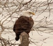 2016 02 20 Eagles 014